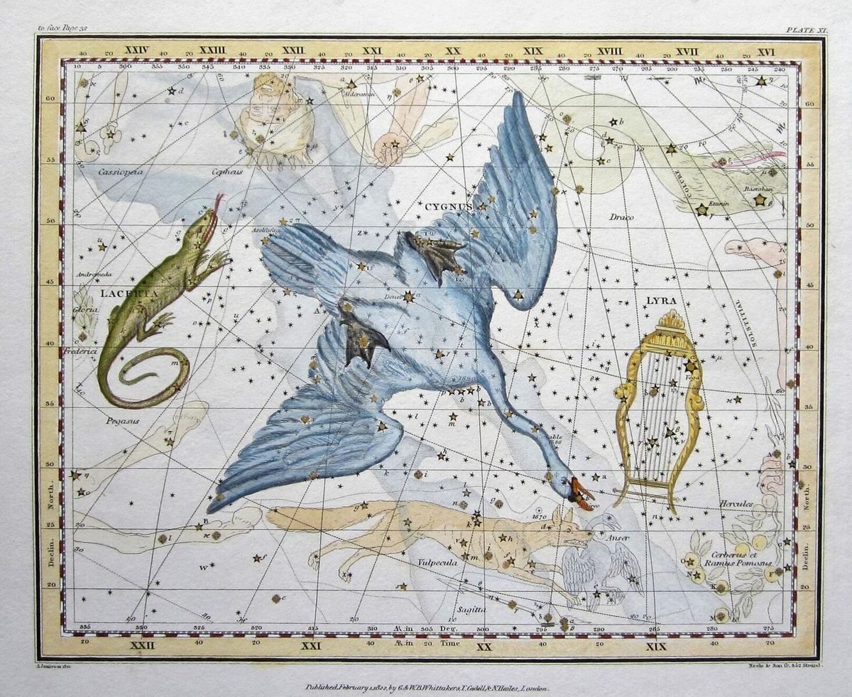 <em>Cygnus</em> earned its name from the Latin word for "swan."