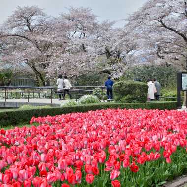 Cherry blossoms and tulips on display at the Kyoto Botanical Garden