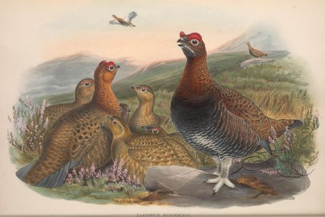 Behold: Great Britain's red grouse.
