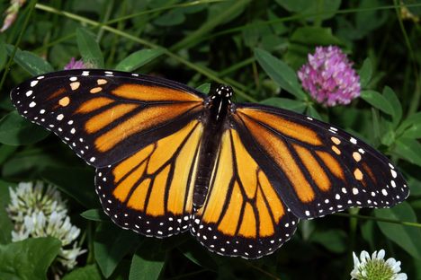Mexico Just Shut Down a Lot of Sawmills in its Massive Monarch Butterfly Reserve