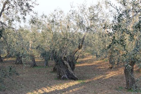 Olive groves in the Puglia countryside.