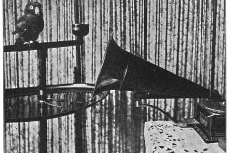 A phonograph teaches a parrot to speak. The Strand Magazine, 1903.