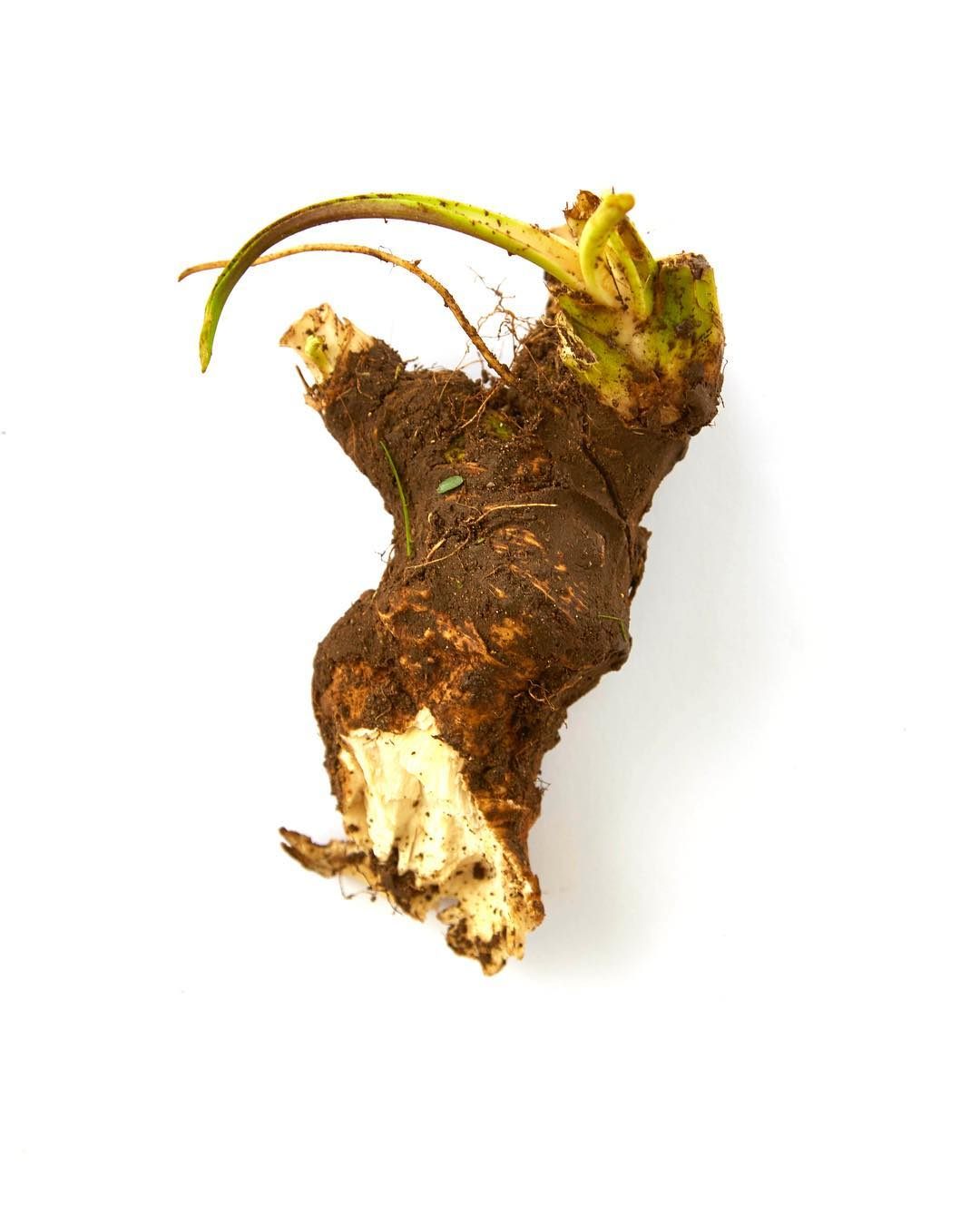 Wild horseradish grows in the Danish countryside.