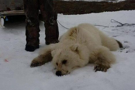 Grizzlies and Polar Bears Are Going to Be Fornicating More