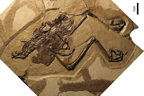 A holotype of Avimaia schweitzerae.