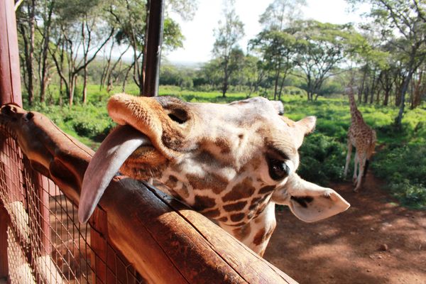 Giraffe Centre – Nairobi, Kenya - Atlas Obscura