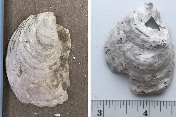 An unblemished ancient oyster (left), and an ancient oyster showing signs of the mystery parasite (right).