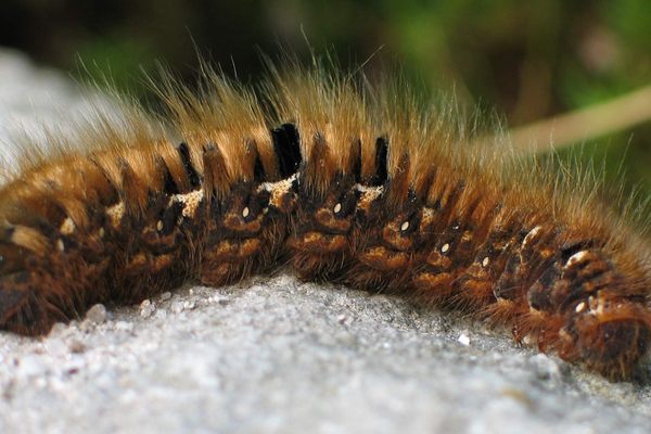 A healthy oak eggar moth caterpillar. 