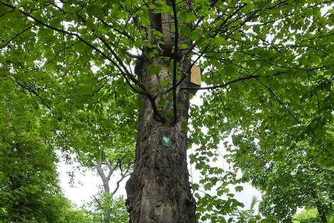 Marie Curie's Tree
