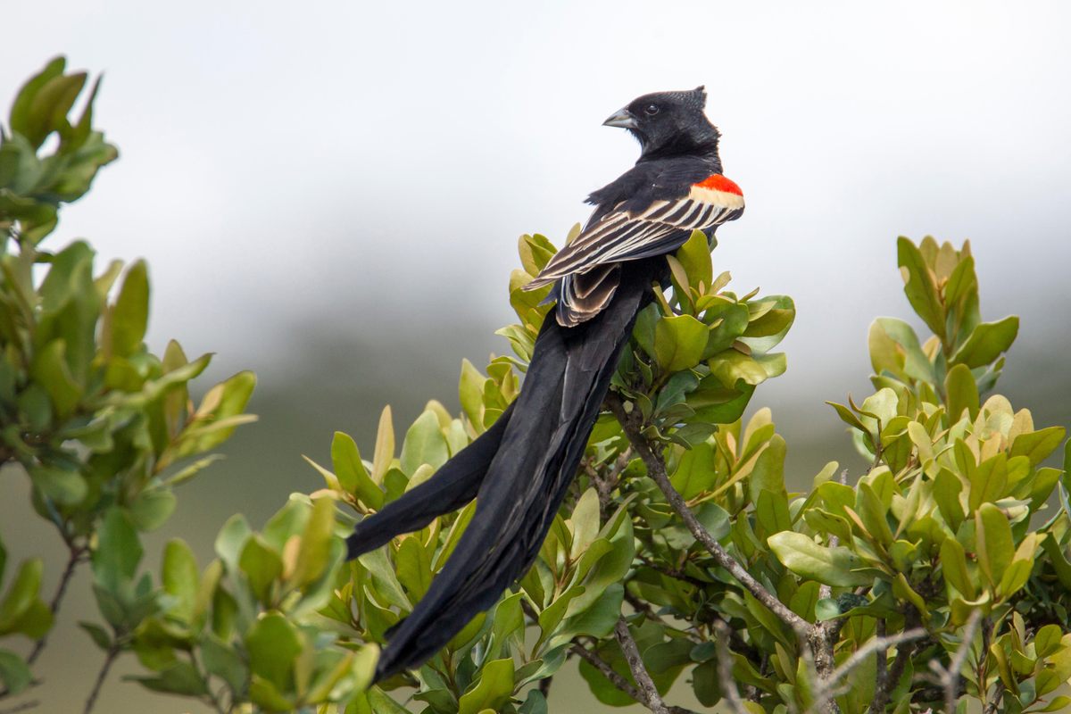 Long-tailed widowbirds are happy to have their wetlands back.