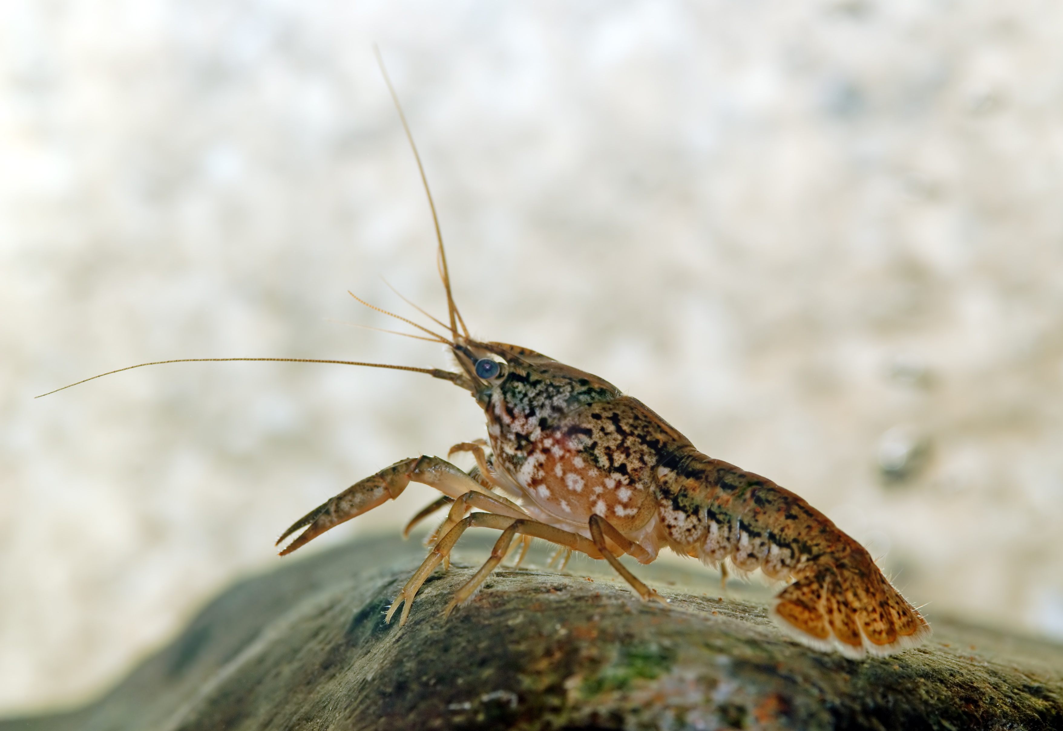 pictures of crayfish