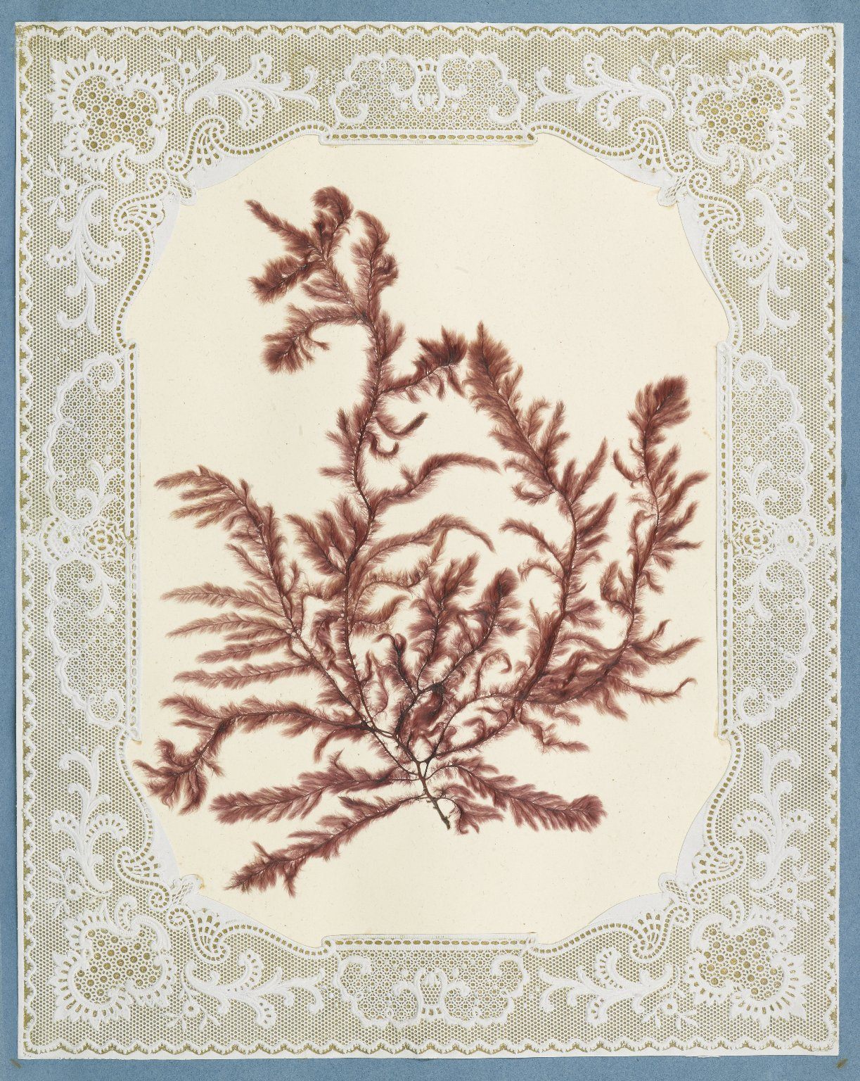 victorian seaweed scrapbook