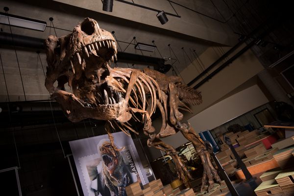 One of the largest T. rex skeletons ever found, "Scotty" was apparently at home in a swampy Saskatchewan.
