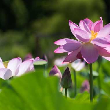 Lotus blossoms