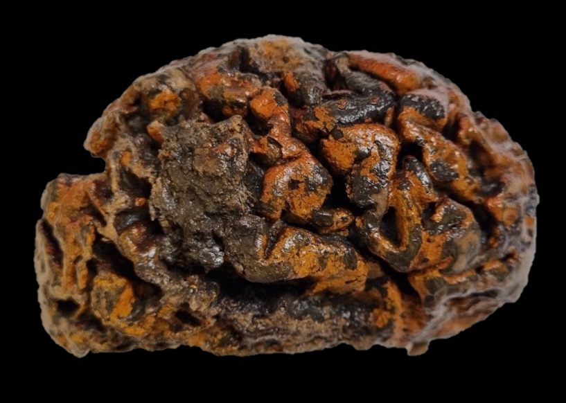 A 1,000-year-old brain of an individual excavated from a 10th-century churchyard in Belguim is still soft and wet.