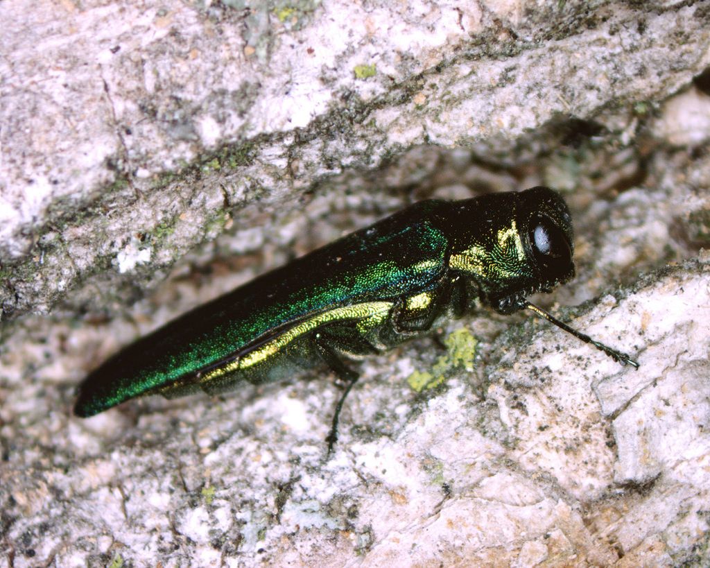 The Emerald Ash Borer, enemy of the state.