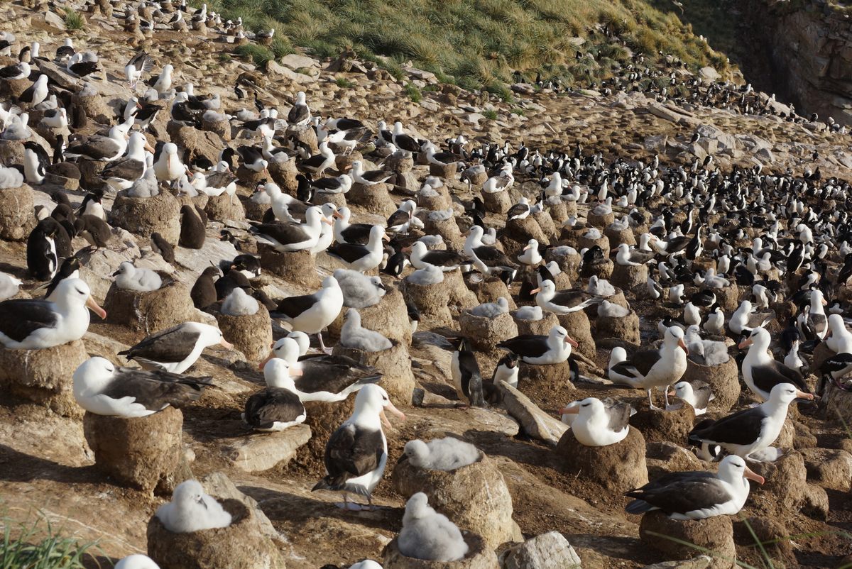 Black-browed albatross chicks emerge from their eggs in the Southern Hemisphere's summer. (If you look close, there are rockhopper penguins and imperial cormorants here as well.)