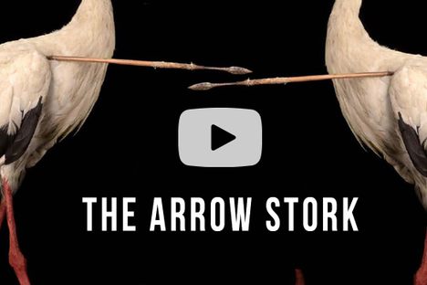 100 Wonders: The Arrow Stork