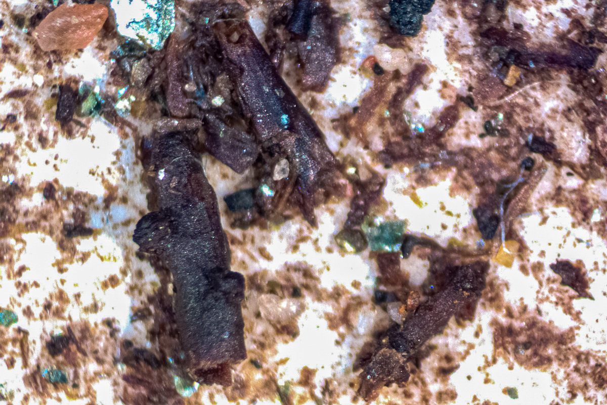 Unexpected "black specks" in a subglacial sediment sample turned out to frozen fossil plant parts.
