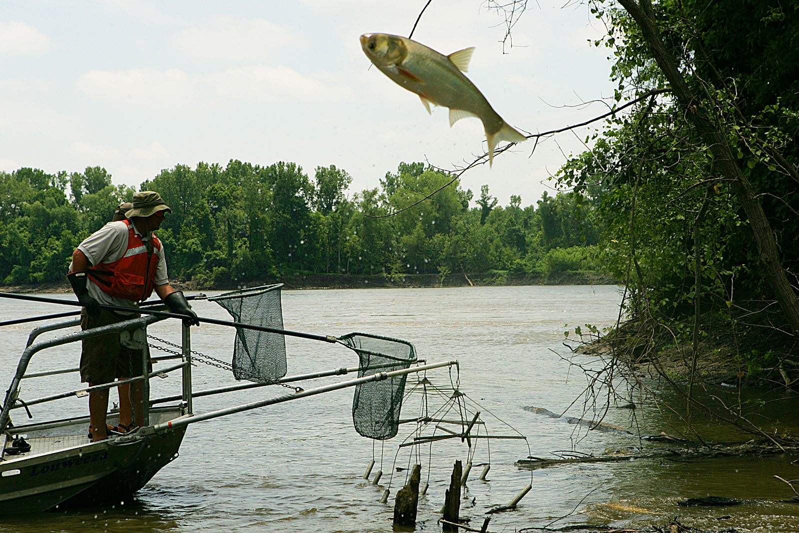 An Asian carp leaps over a biologist's net in Missouri.