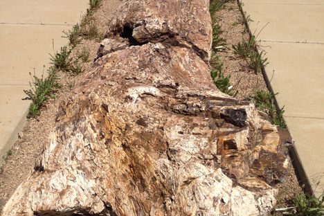 Large Petrified Tree in Lemmon SD