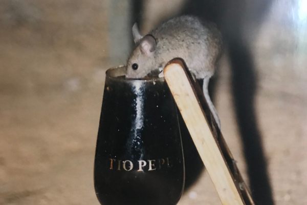 A picture of a picture of a mouse drinking sherry.
