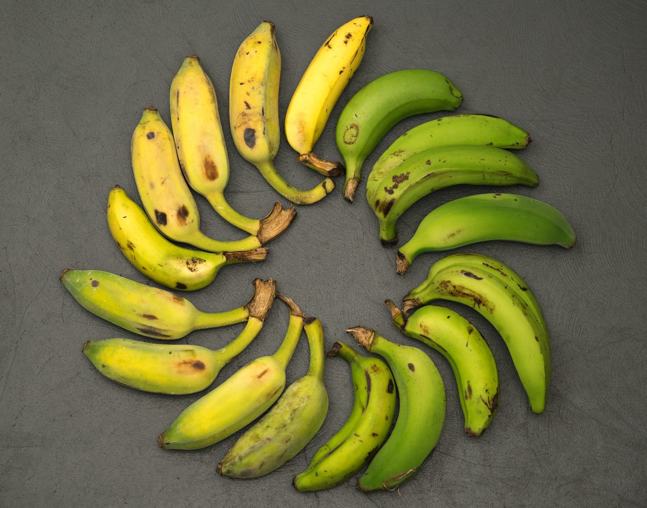 A selection of Gros Michel bananas, grown in Florida.