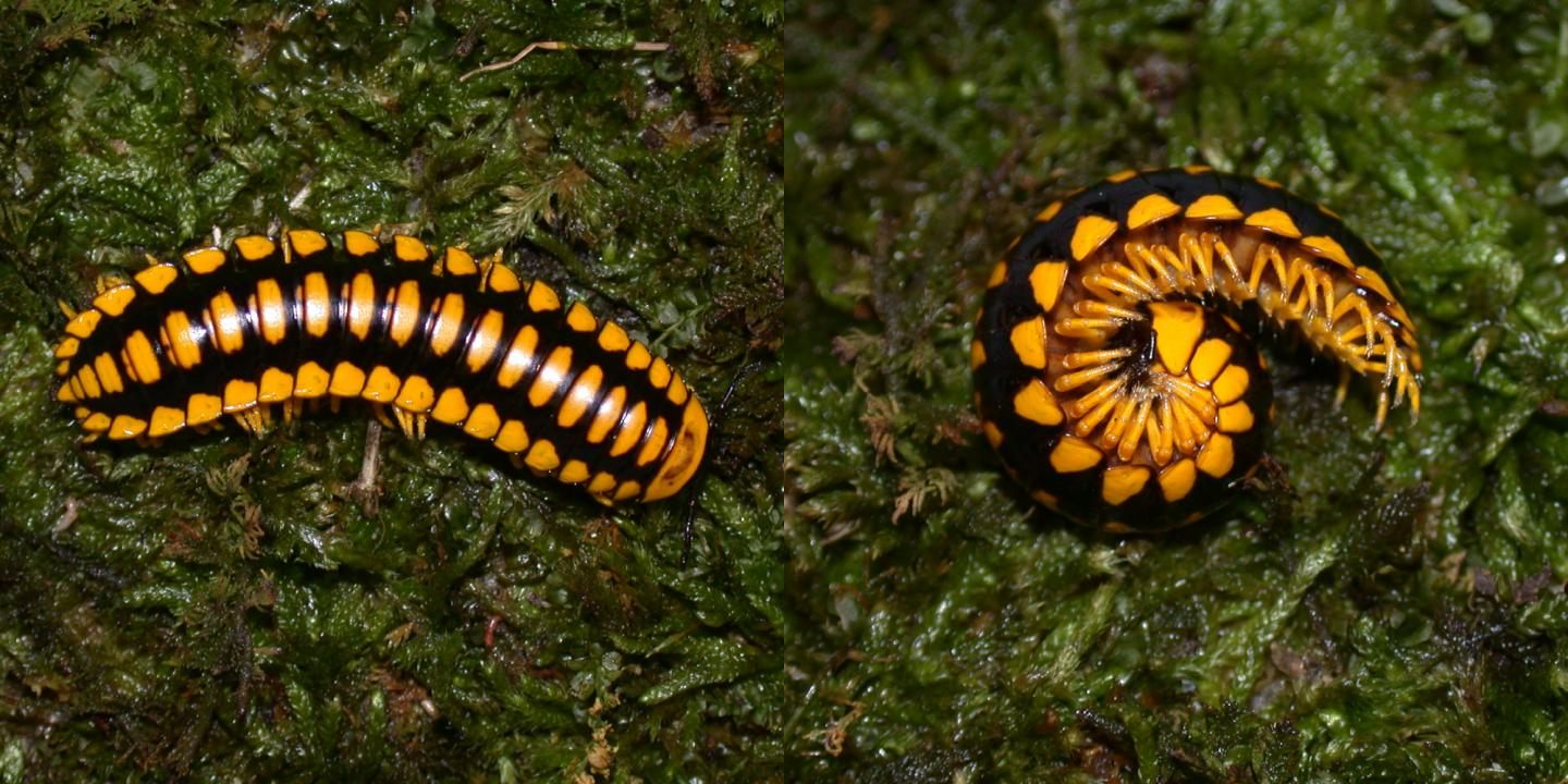 Two views of colorful but lethal: <em>Apheloria polychroma</em>. 