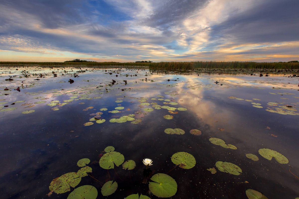Louisiana's bayous and other wetlands are under increasing threat from climate change and other human activity.