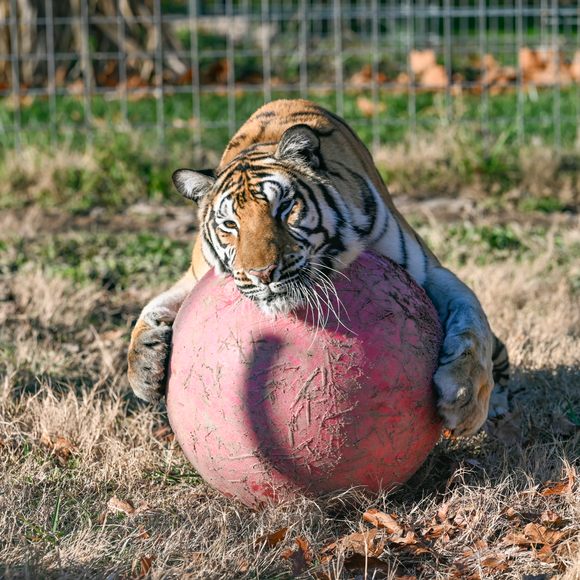 A lion watches a white Bengal tiger and a Siberian tiger staring at each  other in