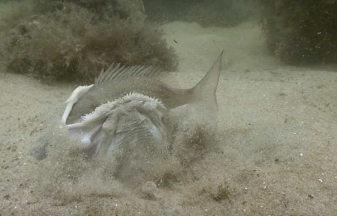 Starwatcher Fish Watch a Terrifying Stargazer Fish Ambush its Prey to Upbeat Jazz