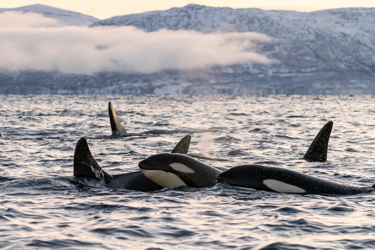 In the decades since Marsh's discovery, other researchers have found menopause in killer whales, or orcas, and other marine mammals.