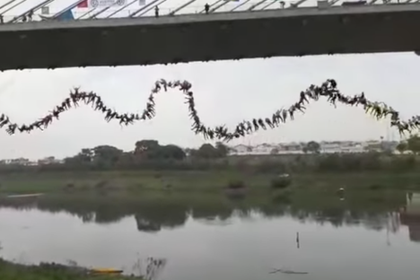 Watch 245 People Rope-Swing Off a Bridge in Tandem