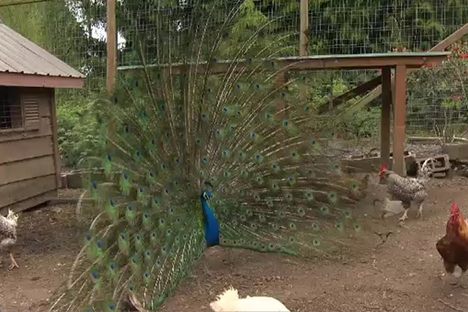 A Tragic, Unrequited Love Story Between a Peacock and a Turkey