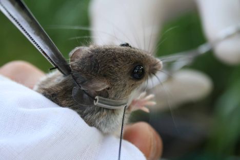 Animals Are the Earth's Sensors. Here's How Scientists Track All Their Data