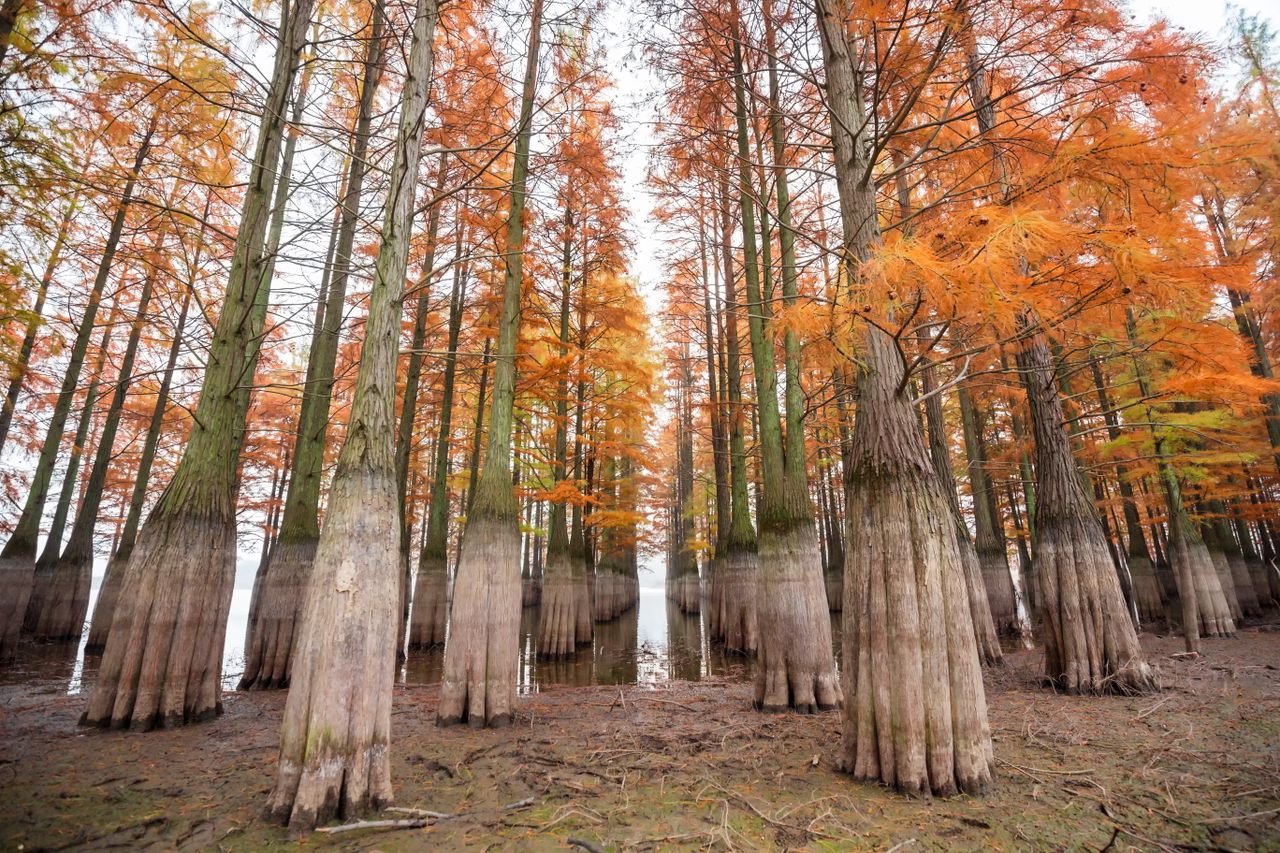 Dawn redwoods, like these in China, once grew on remote, Arctic Ellesmere Island. 