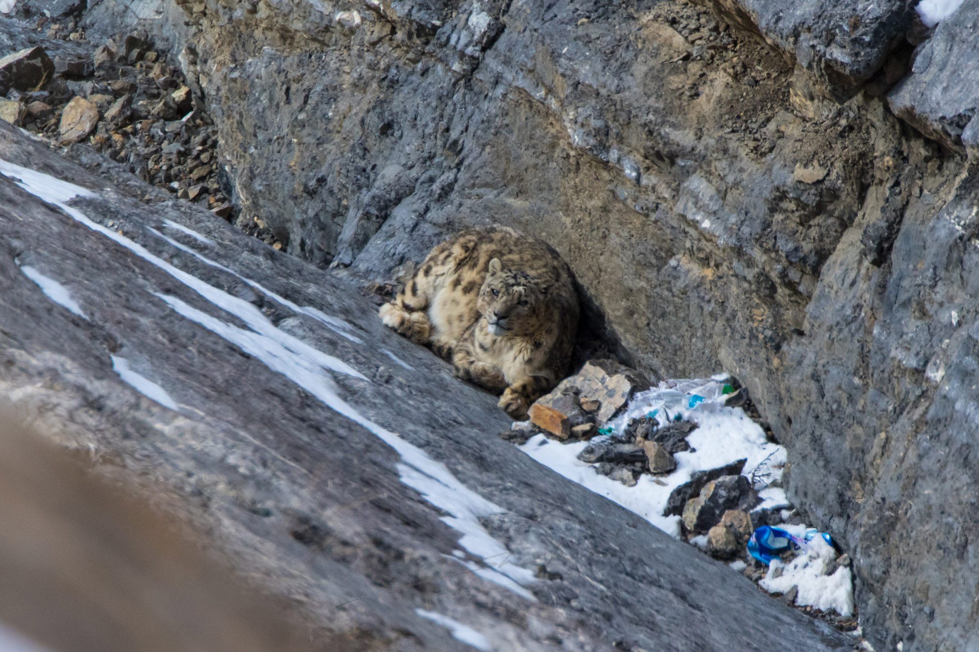 Another view of the male snow leopard in the gorge.