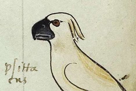 A 13th-century image of a cockatoo, from an Italian book. 