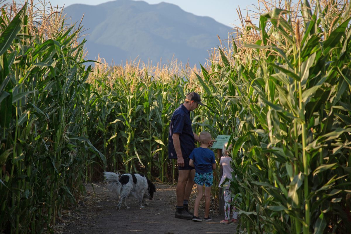 The 2021 Chilliwack Corn Maze in British Columbia, Canada, featured storyboards that families followed as they explored. 