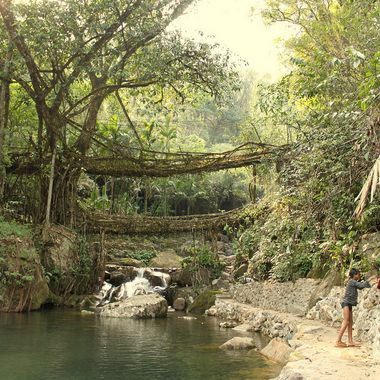 Living Root Bridges