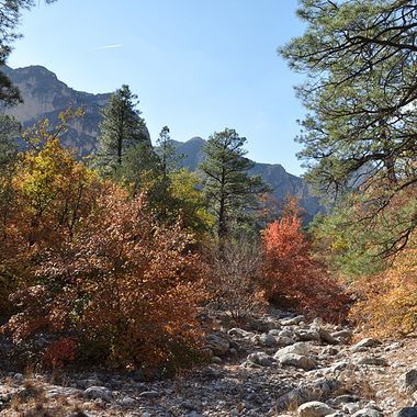 Some Fall Color in McKittrick Canyon