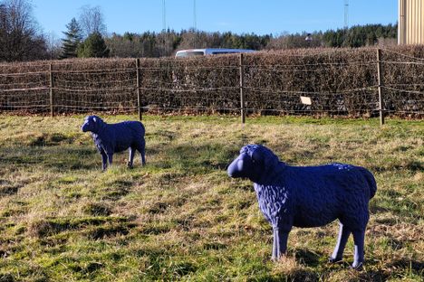 Viskafors Blå Får (Blue Sheep of Viskafors)