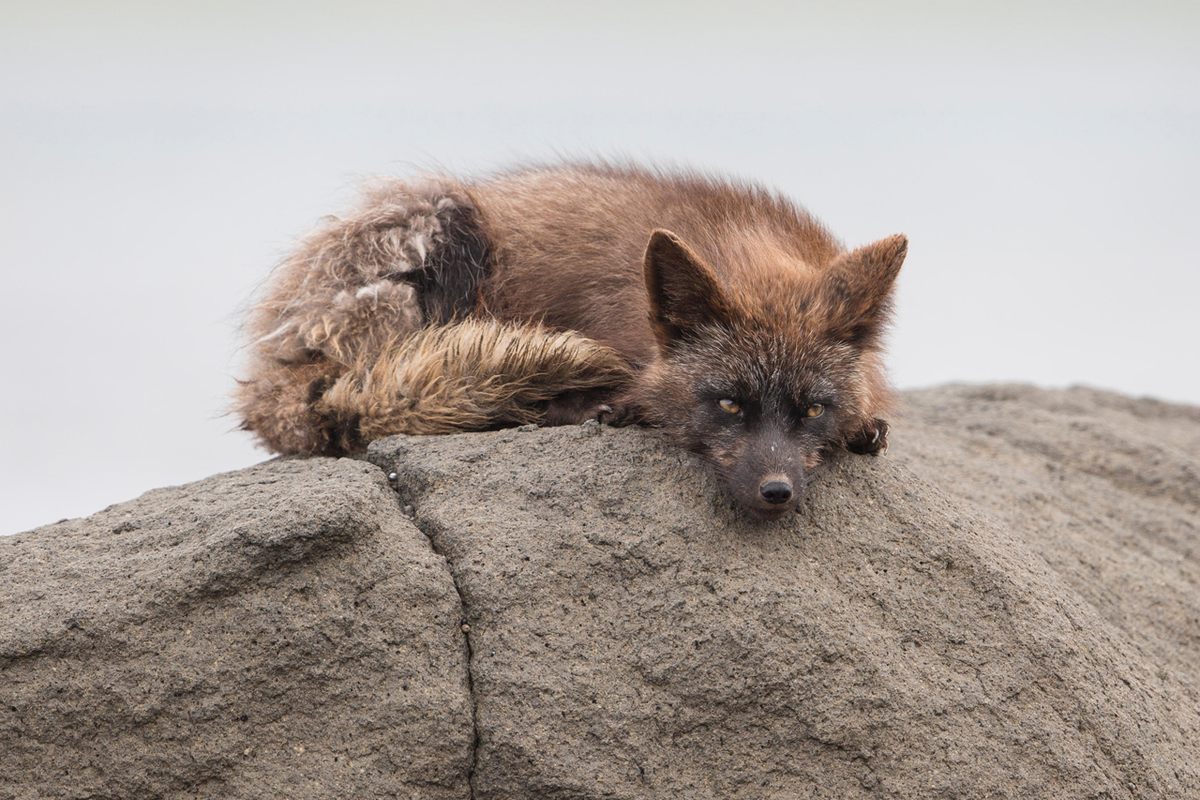 An Arctic fox on one of the Aleutians that still has a population of them. They have been removed from more than 40 islands and seabird populations have rebounded.