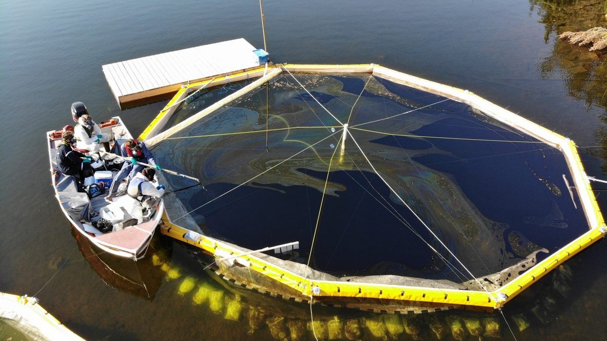 Sections of the lake are cordoned off in order to test different conditions.