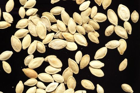 Bought: The Most Expensive Pumpkin Seed Ever