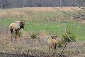 Photo of Tahlequah