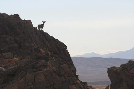 A bighorn sheep looks out across the Mojave Desert. 
