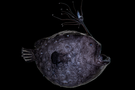 This Pacific footballfish, a type of rare anglerfish, has been preserved by scientists at the Natural History Museums of Los Angeles County. 