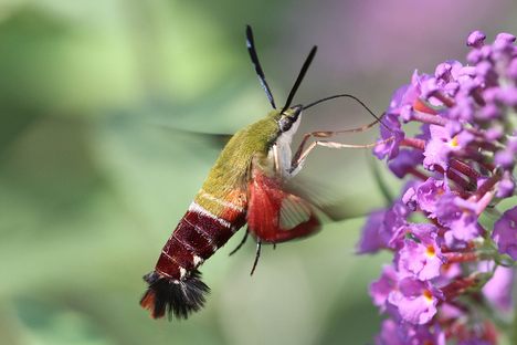 The hummingbird clearwing moth, which disguises itself as—well, look for yourself.