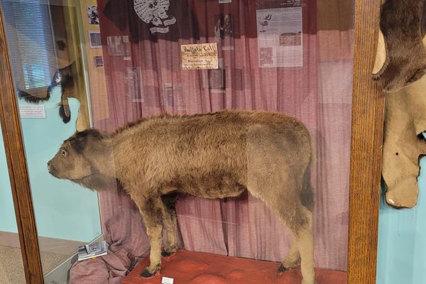 This bison calf was once a resident of Lord’s Park Zoo